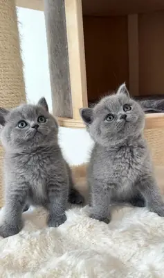 plush coats and big, expressive eyes