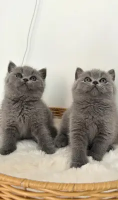 affectionate and playful