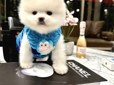 Sevecen karakterli dişi Pomeranian yavru