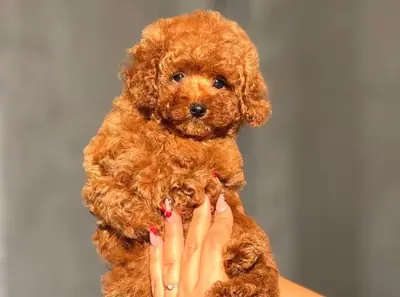 Zeki ve oyuncu Toy Poodle erkek yavru