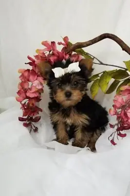 Adorable cachorros Yorkie tamaño "teacup"