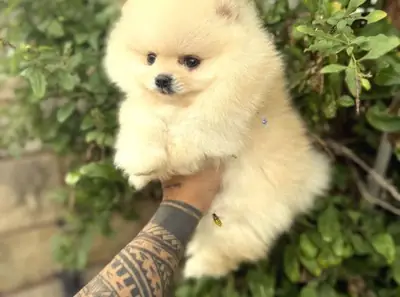 Cachorro de Pomerania macho criado en un entorno familiar.