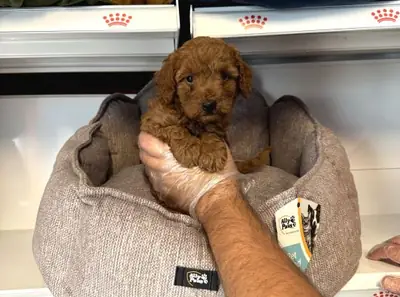 Cachorro Toy Poodle macho inteligente y muy atento