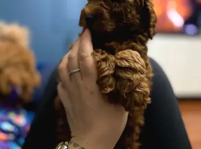 Preciosa hembra Poodle muy orientada a las personas