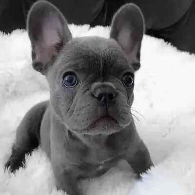 Adorable cachorro de bulldog francés azul