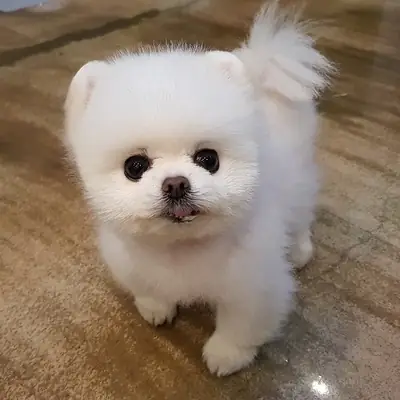Healthy Teacup Pomeranian Puppies For Sale