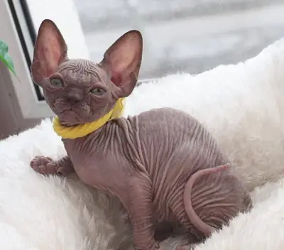 Sphynx Kitten For Adoption