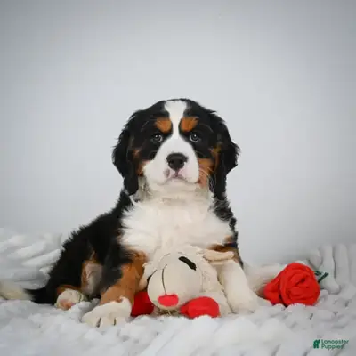 Adorable AKC Registered Bernese Mountain Dog Puppies Available