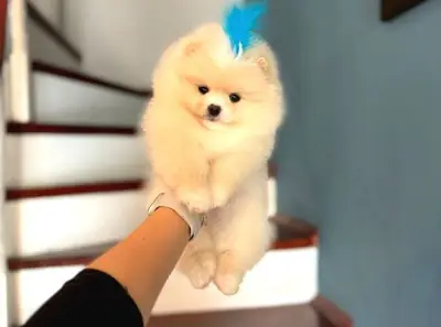 Chiot Pomeranian mâle élevé en environnement familial