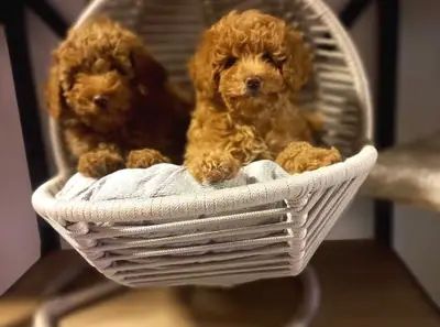 Adorable femelle Poodle très proche de l’humain