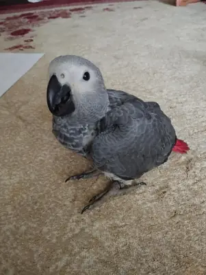 Hermosos loros grises africanos, machos y hembras.