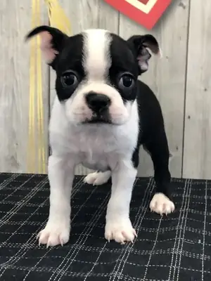 boston terrier disponibles para adopción(+34631898680 )