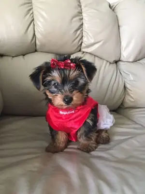 Yorkshire mini toy disponibles para adopción(+34631898680)