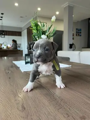 Preciosa camada de Staffordshire terrier [+34631898680]