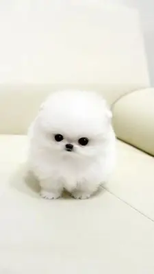 pomerania mini toy WhatsApp..+34631898680 Para más información