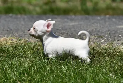 Superbe chiot chihuahua 