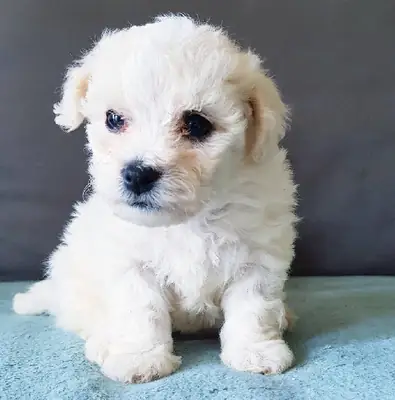 chiot bichon maltais a ceder