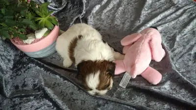 shih tzu 