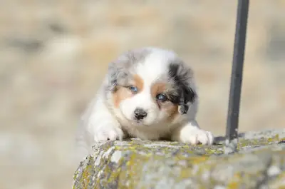 Gorgeous Australian Shepherd puppy to give away
