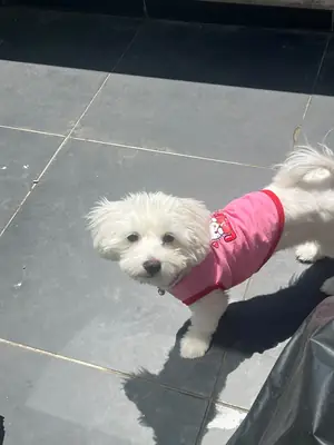 Nuestra niña maltesa