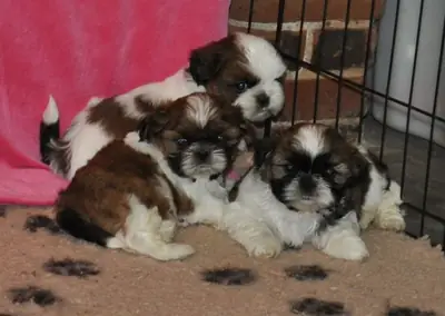 Magnifique chiots shih Tzu 