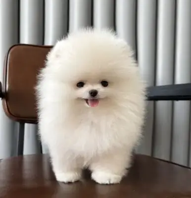 Confident Pomeranian male puppy raised in busy family home
