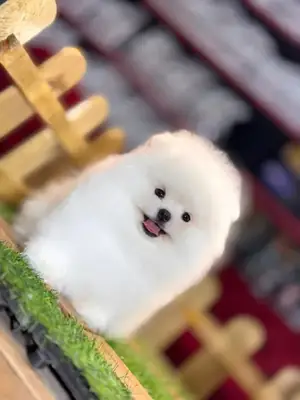 Gentle Pomeranian female puppy, very people-focused