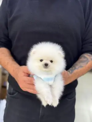 Ev ortamında özenle büyütülmüş Pomeranian erkek yavru