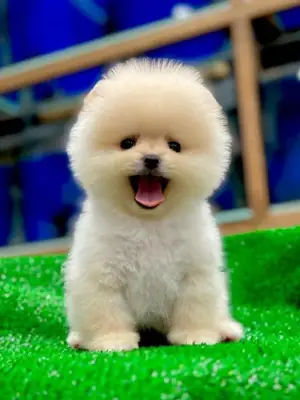 İnsan odaklı, sakin mizaçlı dişi Pomeranian yavru