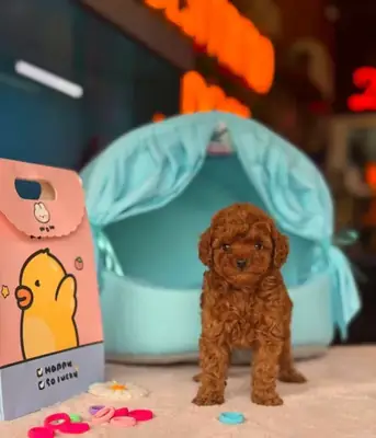 Zeki yapılı Toy Poodle erkek yavru, ev ortamında büyüdü