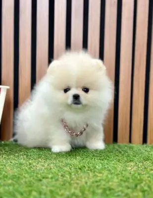 Adorable femelle Pomeranian très proche de l’humain