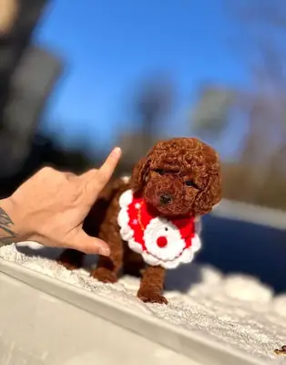 Femelle Toy Poodle affectueuse élevée avec soin