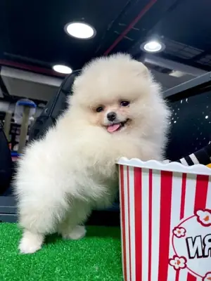 Cachorro de Pomerania macho criado en un entorno familiar.