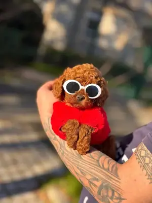 Elegante hembra Toy Poodle criada con dedicación