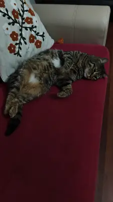 Gri tekir kedi.2 yasinda.Kisir.Erkek.