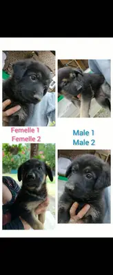 Chiots berger allemand non LOF