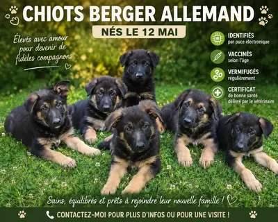 未在法国犬业俱乐部 (LOF) 注册的德国牧羊犬幼犬