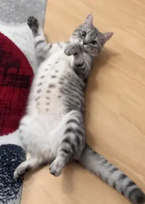 Miya is a very gentle, sweet, and playful girl.