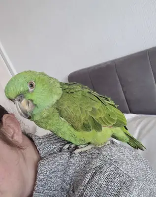 Yellow-necked Amazon parrot, pet parrot