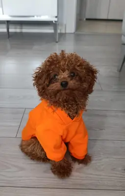 Toy poodle 1 yaşında erkek