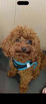 Toy poodle 1 yaşında erkek