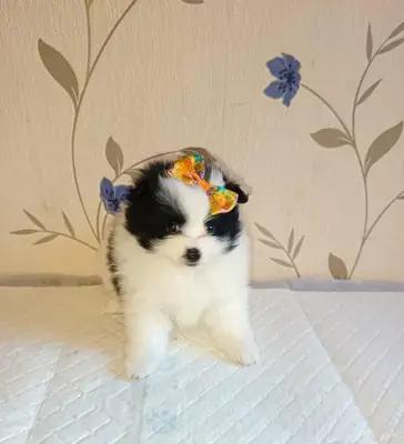 Erkek ve dişi Pomeranya yavruları hediye olarak veriliyor.