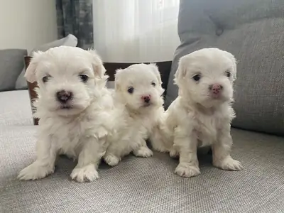 **Erkek ve dişi Maltese yavruları hediye**