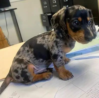 Erkek ve dişi Dachshund yavruları hediye