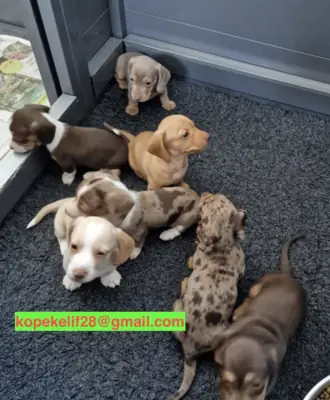 Erkek ve dişi Dachshund yavruları hediye