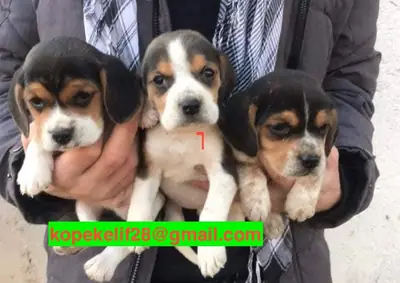 公母比格犬幼犬赠送