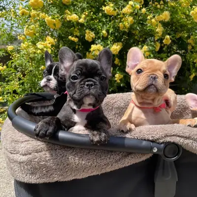 Erkek ve dişi Fransız Bulldog yavruları hediye olarak veriliyor