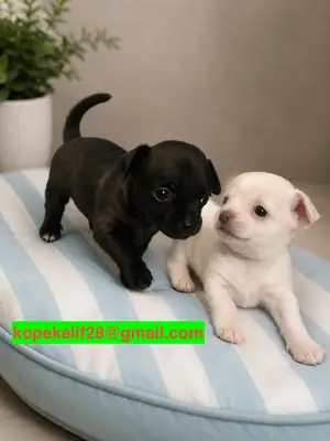 Erkek ve dişi Chihuahua yavruları hediye olarak veriliyor