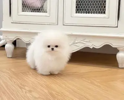 Hareketli bir ev ortamında büyümüş, sosyal becerileri gelişmiş bir Pomeranya köpeği.