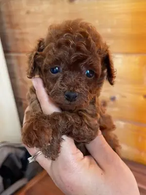 Smart Toy Poodle boy already showing great focus